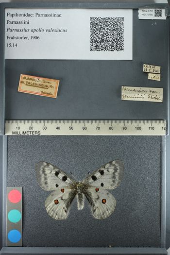 Media type: image;   Entomology 175185